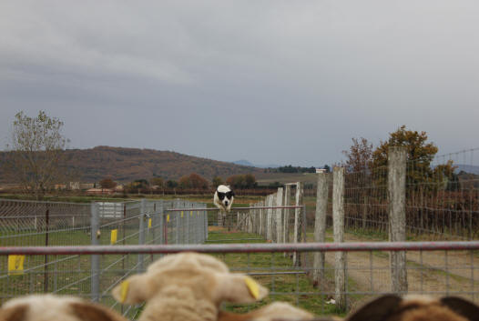 border collie a vendre