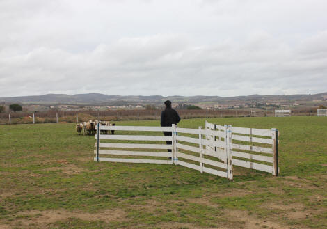 border collie dressage