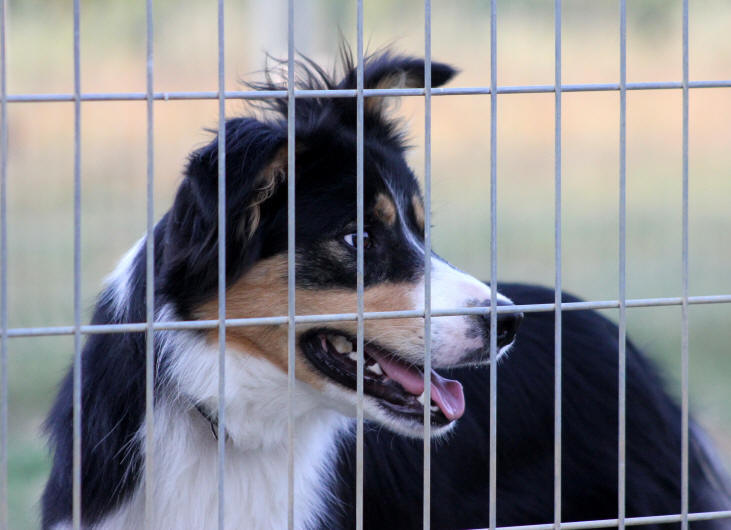 Border collie ISDS