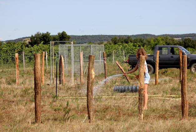 Elevage de chiens de berger dans l'Aude