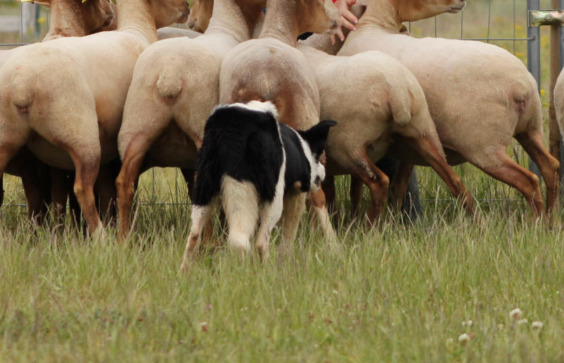 Border collie confirmation.