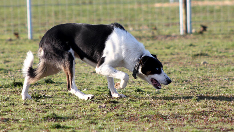 Border collie bleu tricolore.