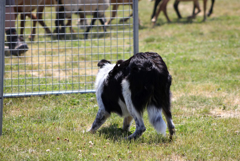 Border collie dress  vendre.