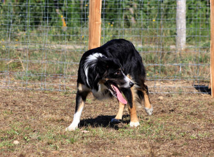 Image Border collie