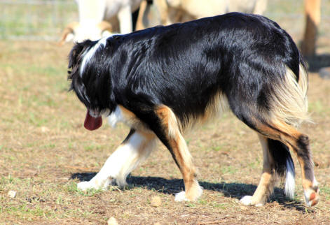 Border collie au travail