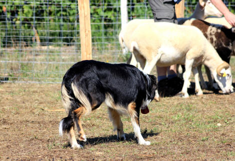 Concours de chiens de berger