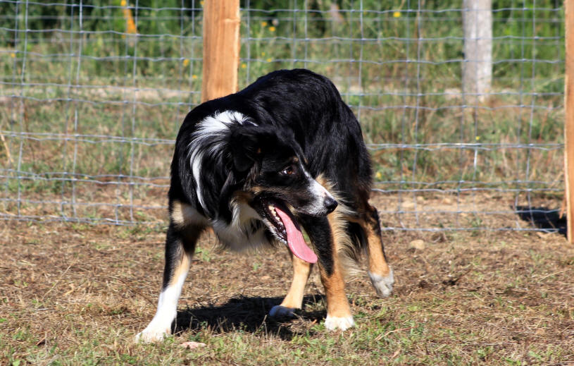 LLanfarian Border collie