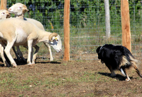 Border collie tricolore a vendre