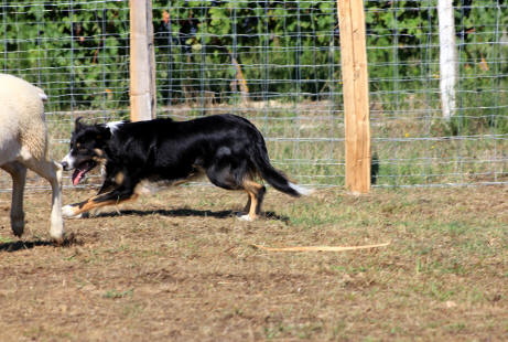 Dressage de chiens de berger