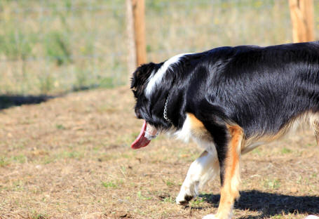 APR chez le Border collie