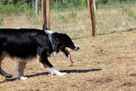 Eleveur de Border collie