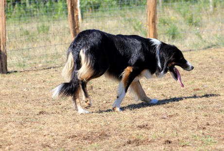 Border collie dans l'Aude