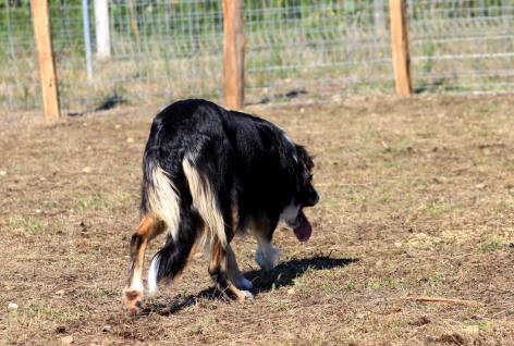 Educateur canin dans l'Aude