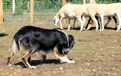 Border collie dans les Alpes de haute provence