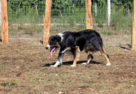 Border collie dans l'Ain