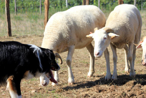 Bretagne Border collie