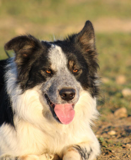 Image Border collie