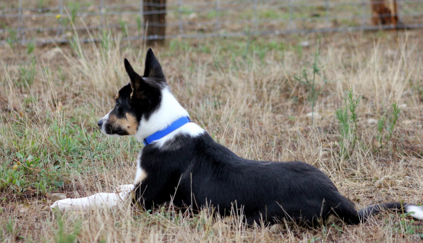 Elevage de chiens dans l'Aude