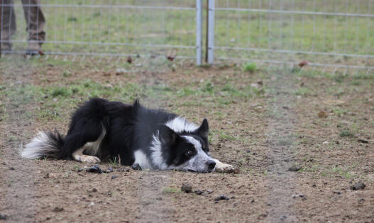 Border collie dressage