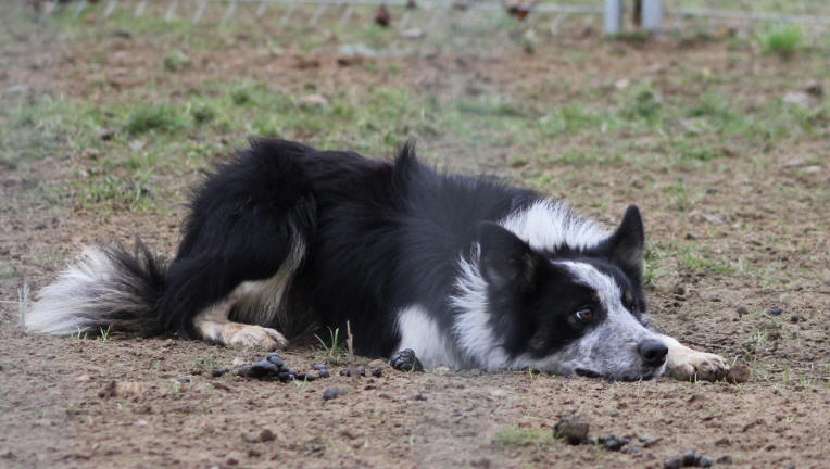  Eleveur de border collie