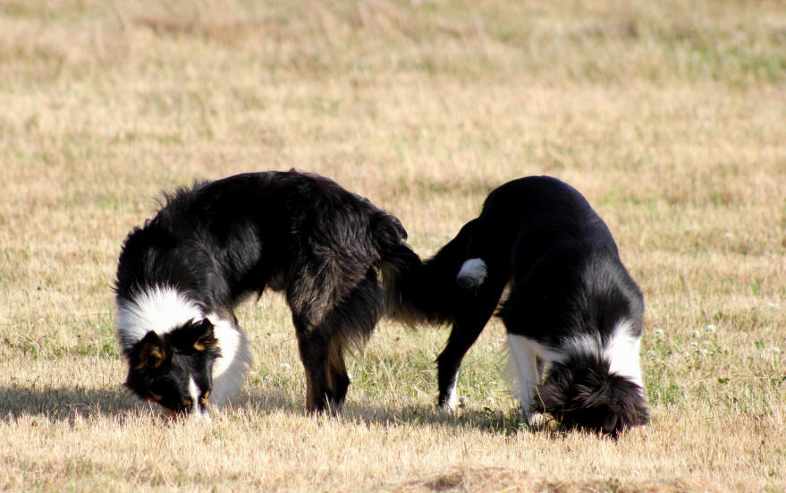 Eleveur de Border collie en France.