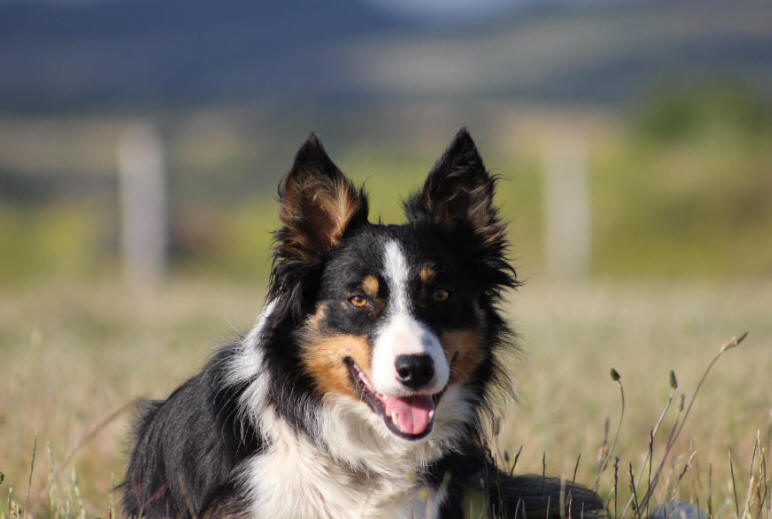 Border collie tricolore