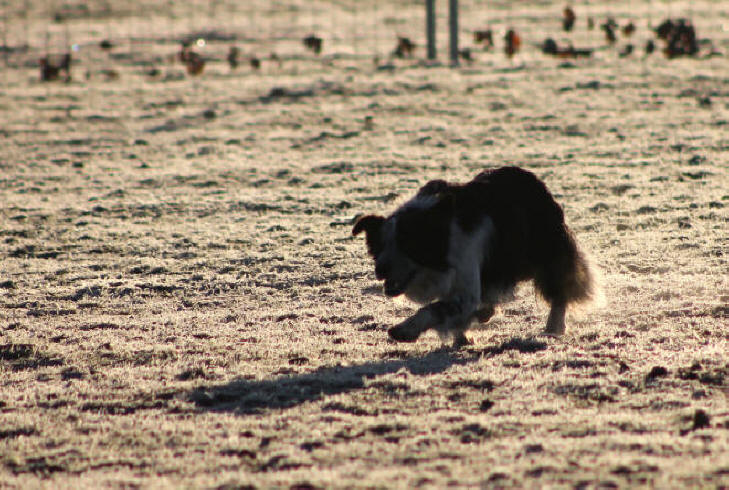 Dressage de chiens de berger