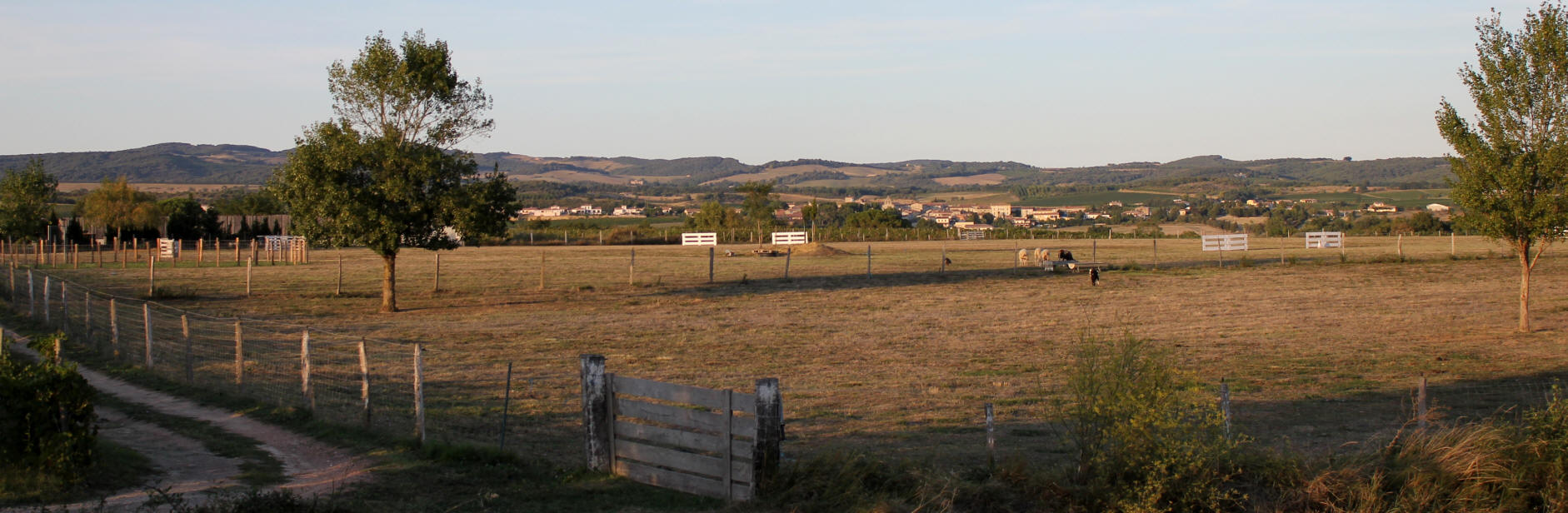 Club canin dans l'Aude