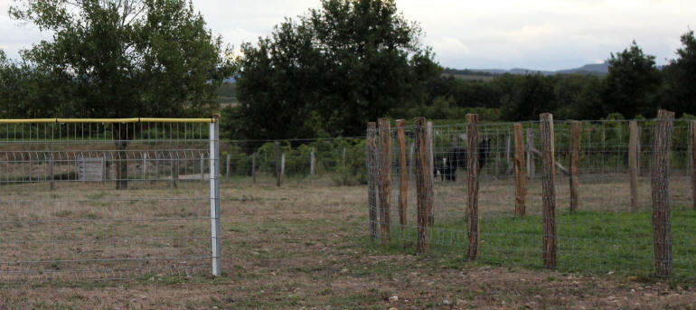 Association de Border collie