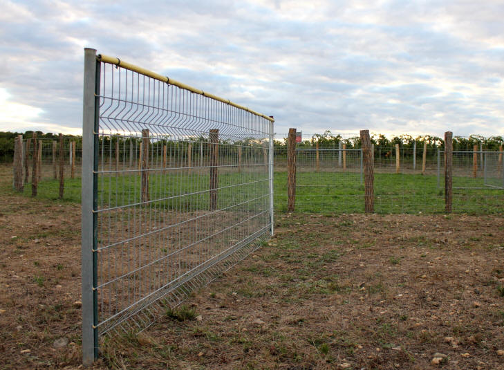 Border collie au cercle