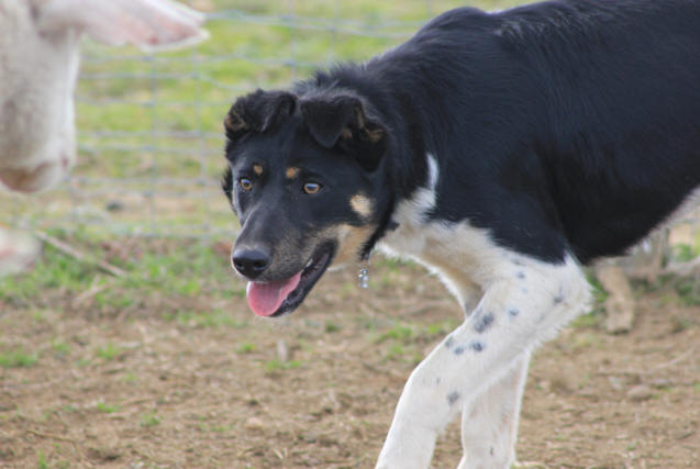 Dresser son Border collie