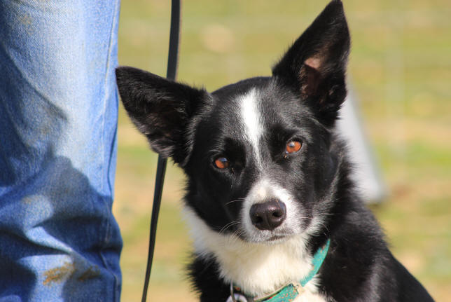 Eleveur de chiens Border collie