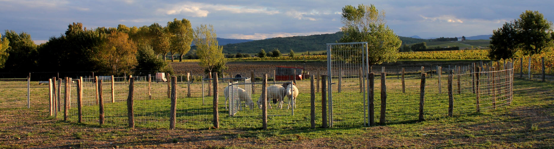 Brebis Tarasconnaise et chiens Border collie