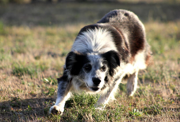 Border collie en France.