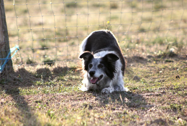 Caractre du Border collie