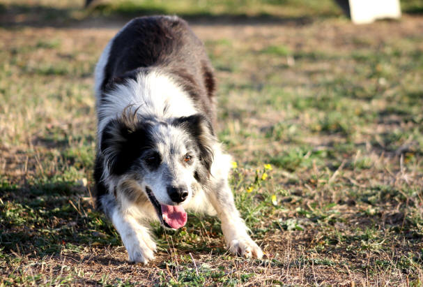 Border collie poil long