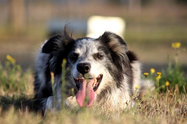 Border collie moutons