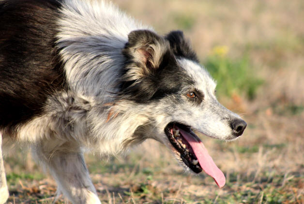 Elevage de Border collie