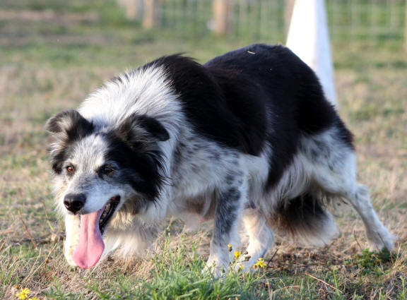 Chiot Border collie tricolore  vendre