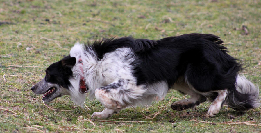 Elevage de Border collies dans l'Aude.