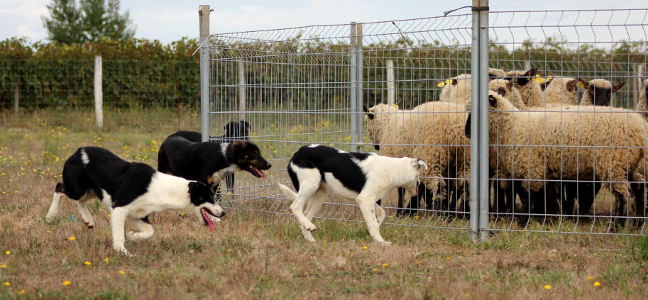 Dressage du Border collie