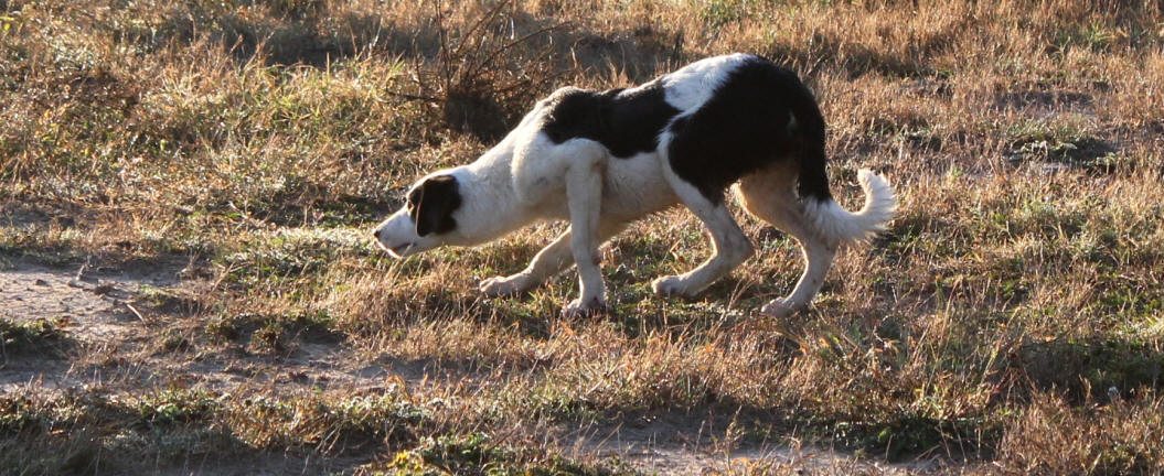 Chiot Border collie  vendre