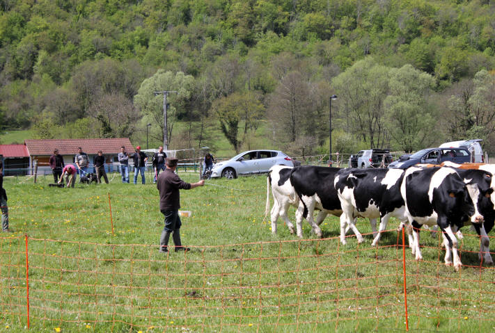 Border collie dans l'Ain.