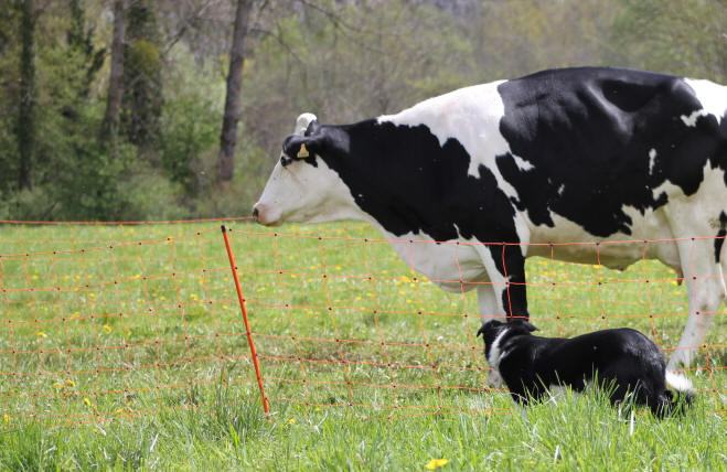 Border collie dans l'Ain.