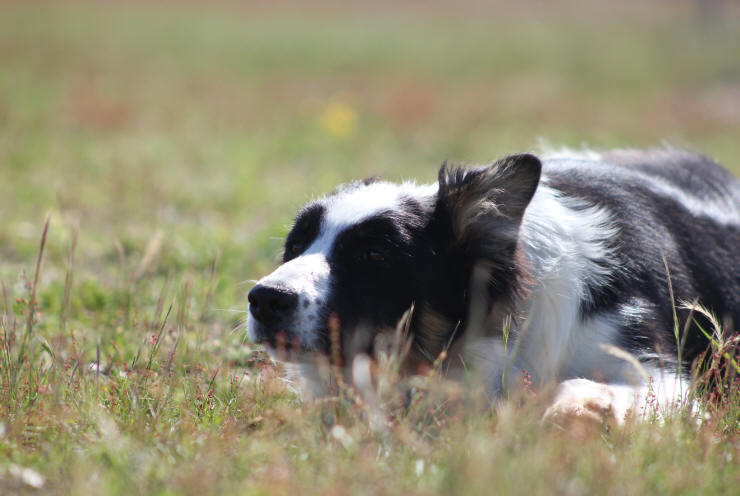 Border collie tricolore