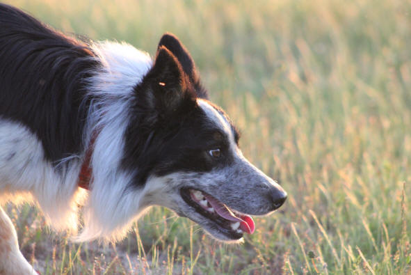 Border collie image