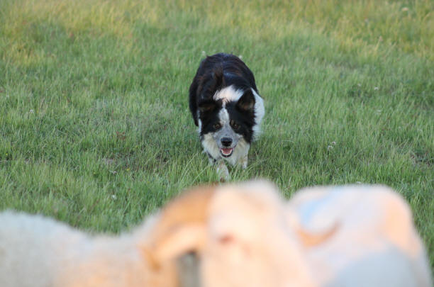 Border collie au travail.