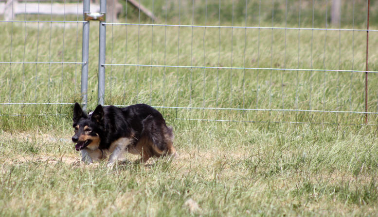 Border collie tricolore