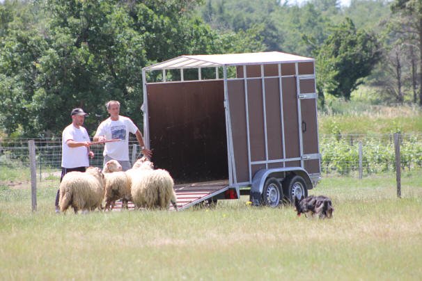 Moutons, Border collie et btaillre.