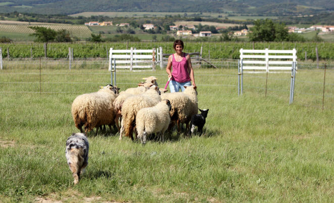 Berger australien dans l'Aude.